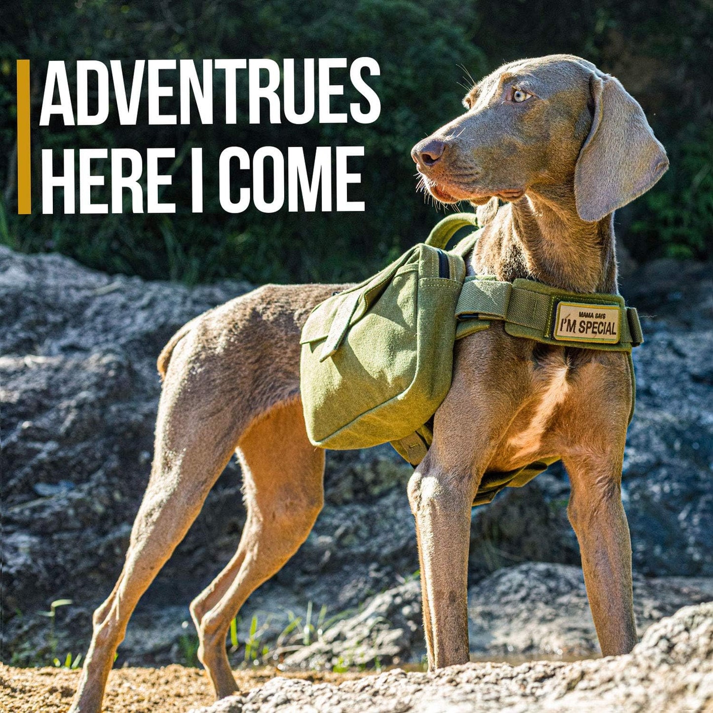 Dog Pack Hound Travel Camping Hiking Backpack Saddle Bag Rucksack for Medium & Large Dog (Ranger Green, Medium)